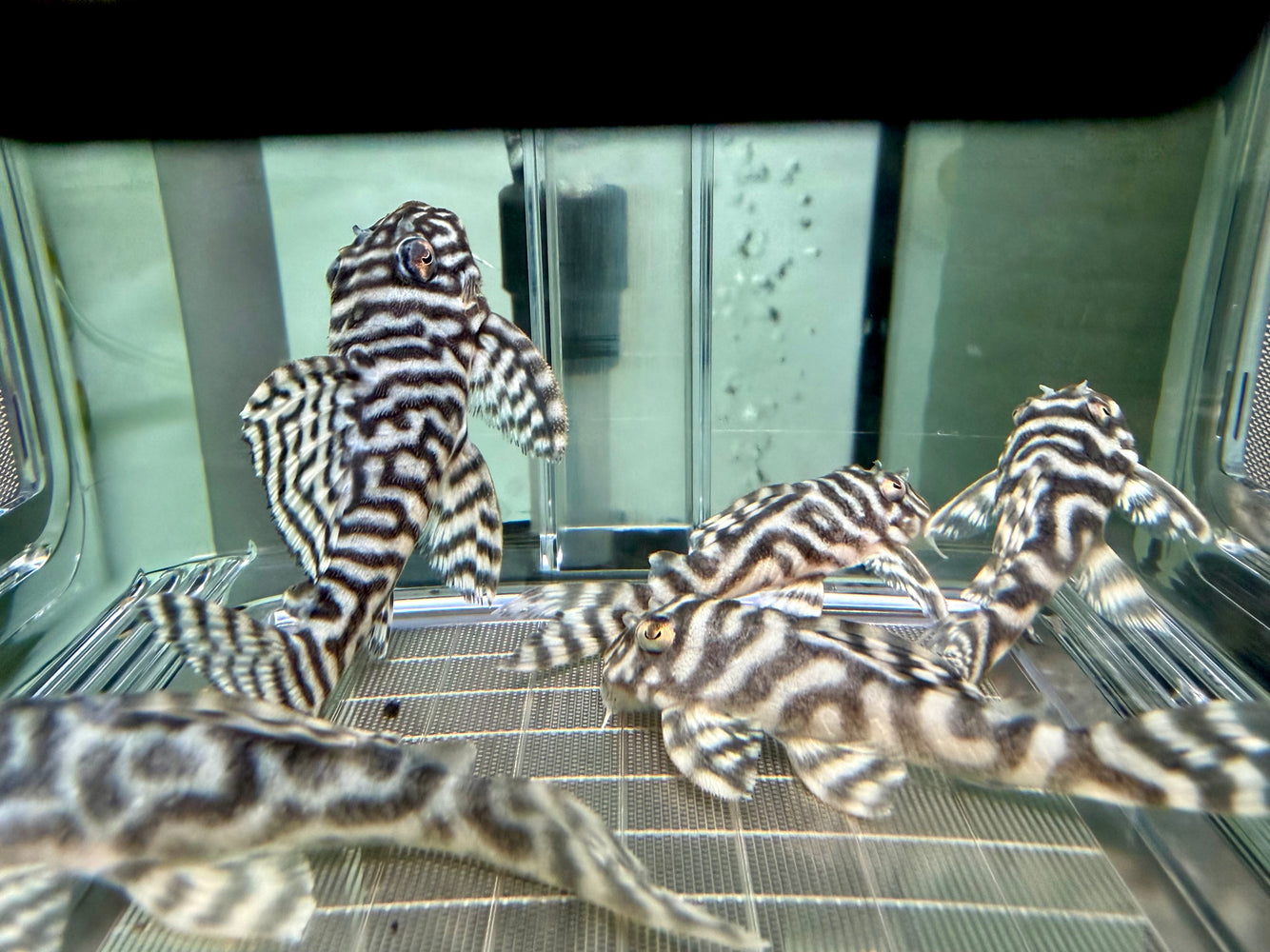 * Pleco *  L333 Special Select “Wild” Super White 6-8cm