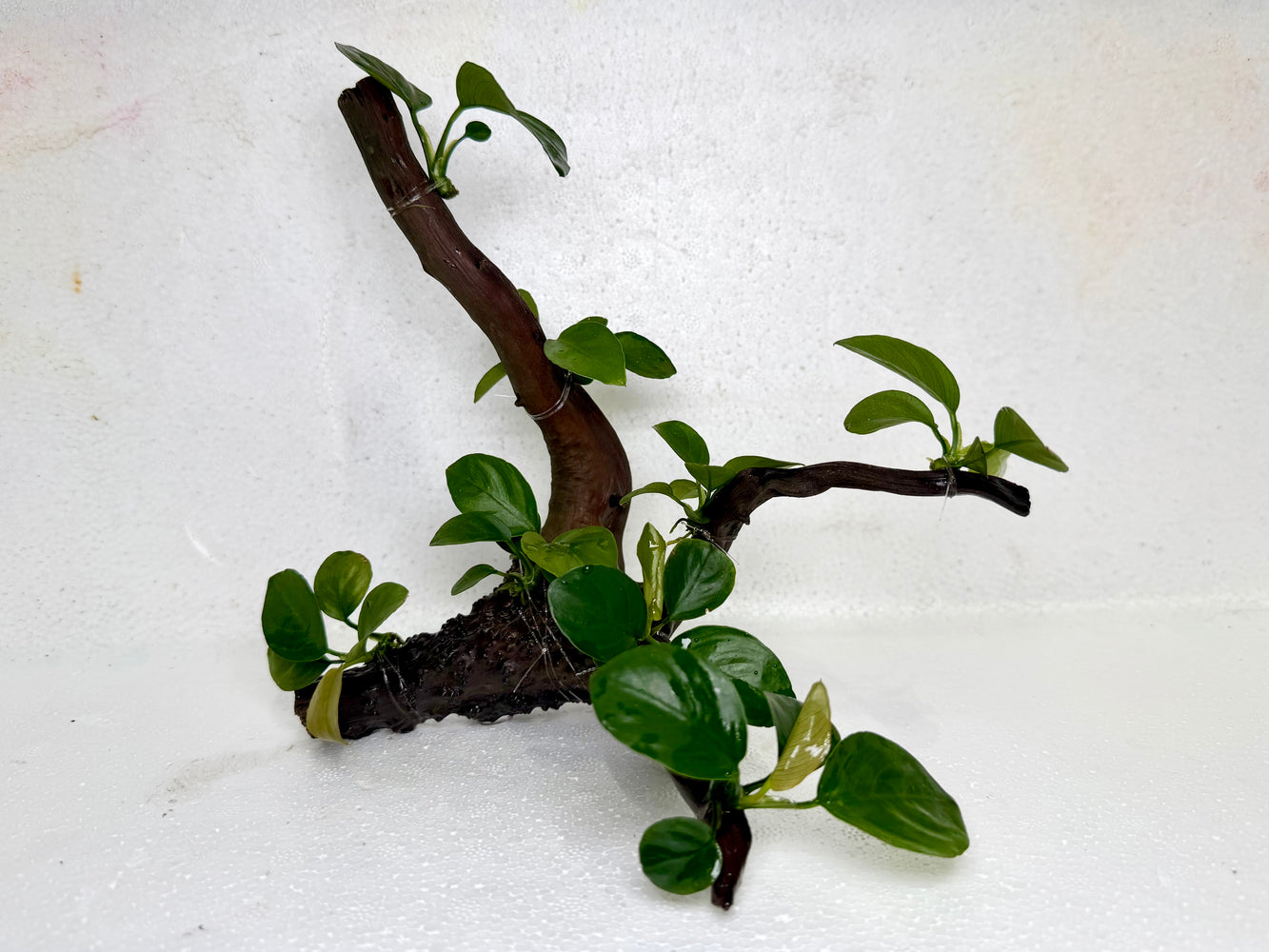 * Plants* Anubias Nana Bonsai #19