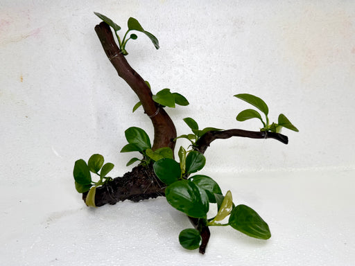 * Plants* Anubias Nana Bonsai #19