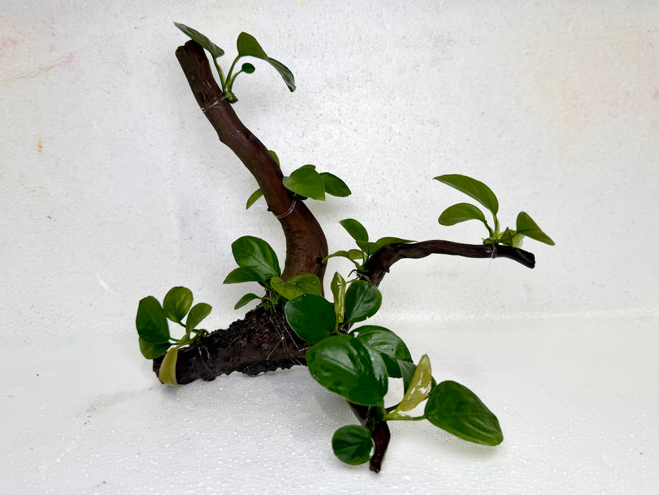 * Plants* Anubias Nana Bonsai #19