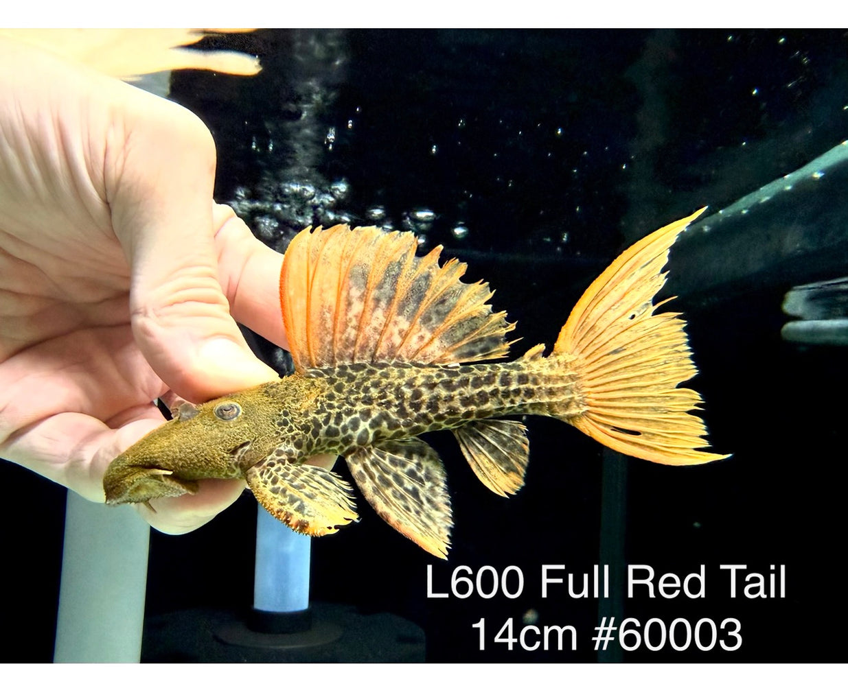 * Pleco * Pseudacanthicus leopardus (L600) “Wild” Full Red Tail! 14cm #60003 (Actual Piece)