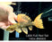 * Pleco * Pseudacanthicus leopardus (L600) “Wild” Full Red Tail! 14cm #60003 (Actual Piece)