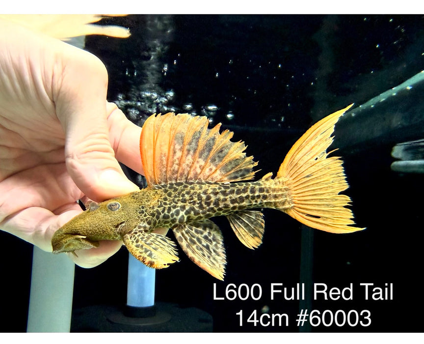 * Pleco * Pseudacanthicus leopardus (L600) “Wild” Full Red Tail! 14cm #60003 (Actual Piece)