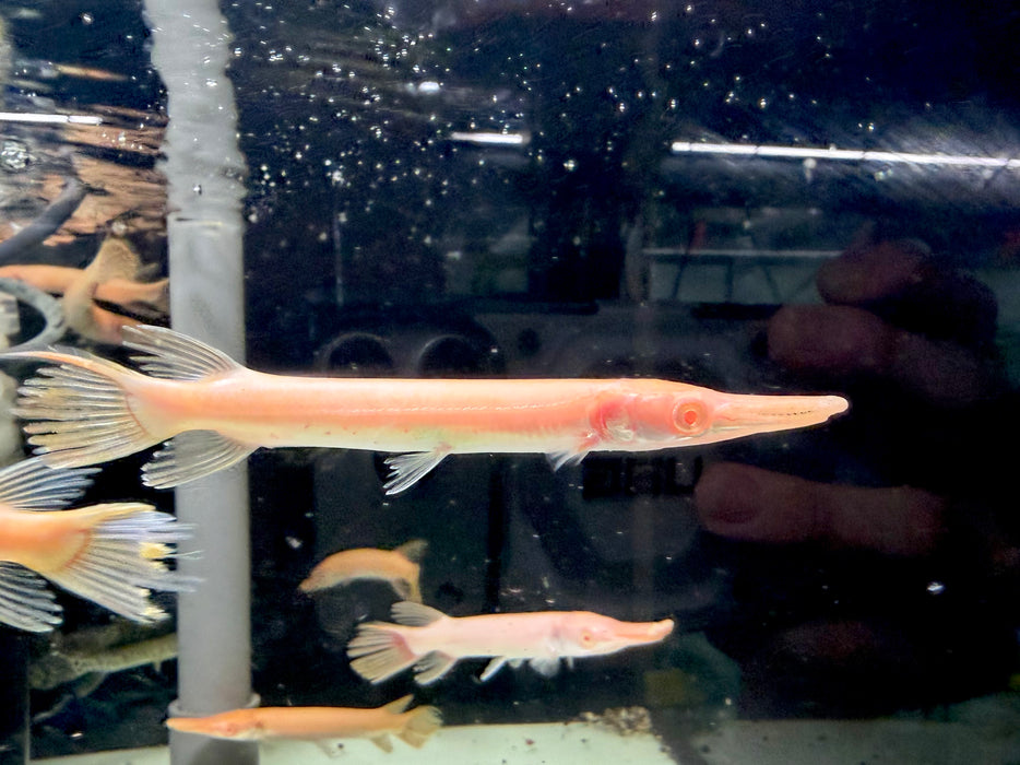 * Other Species * Atractosteus spatula “ALBINO” (Albino Alligator Gar) 10-13cm