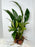 * Plants* Anubias Nana on Rock #02
