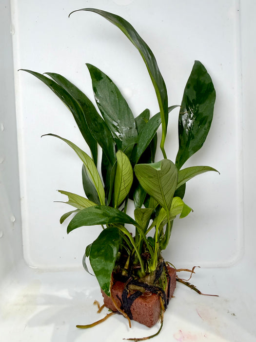 * Plants* Anubias Nana on Rock #02