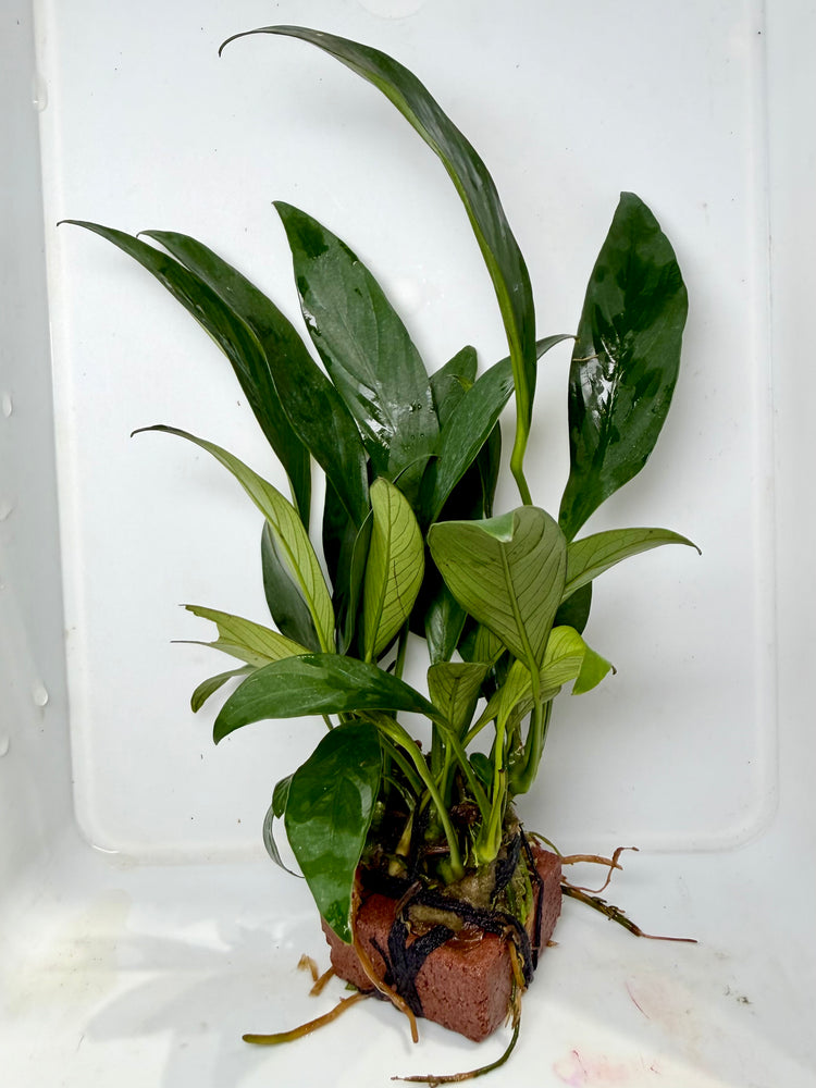 * Plants* Anubias Nana on Rock #02