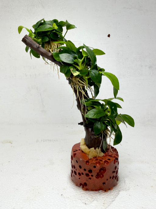 * Plants * Anubias Petite Nana Bonsai #140