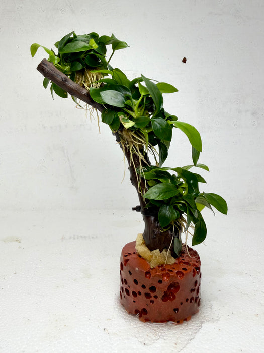 * Plants * Anubias Petite Nana Bonsai #140