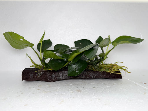 * Plants* Anubias Nana on Driftwood #107