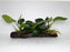 * Plants* Anubias Nana on Driftwood #107