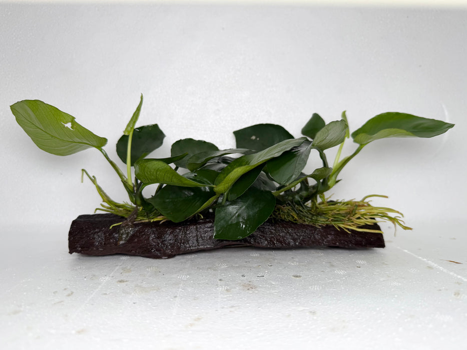 * Plants* Anubias Nana on Driftwood #107