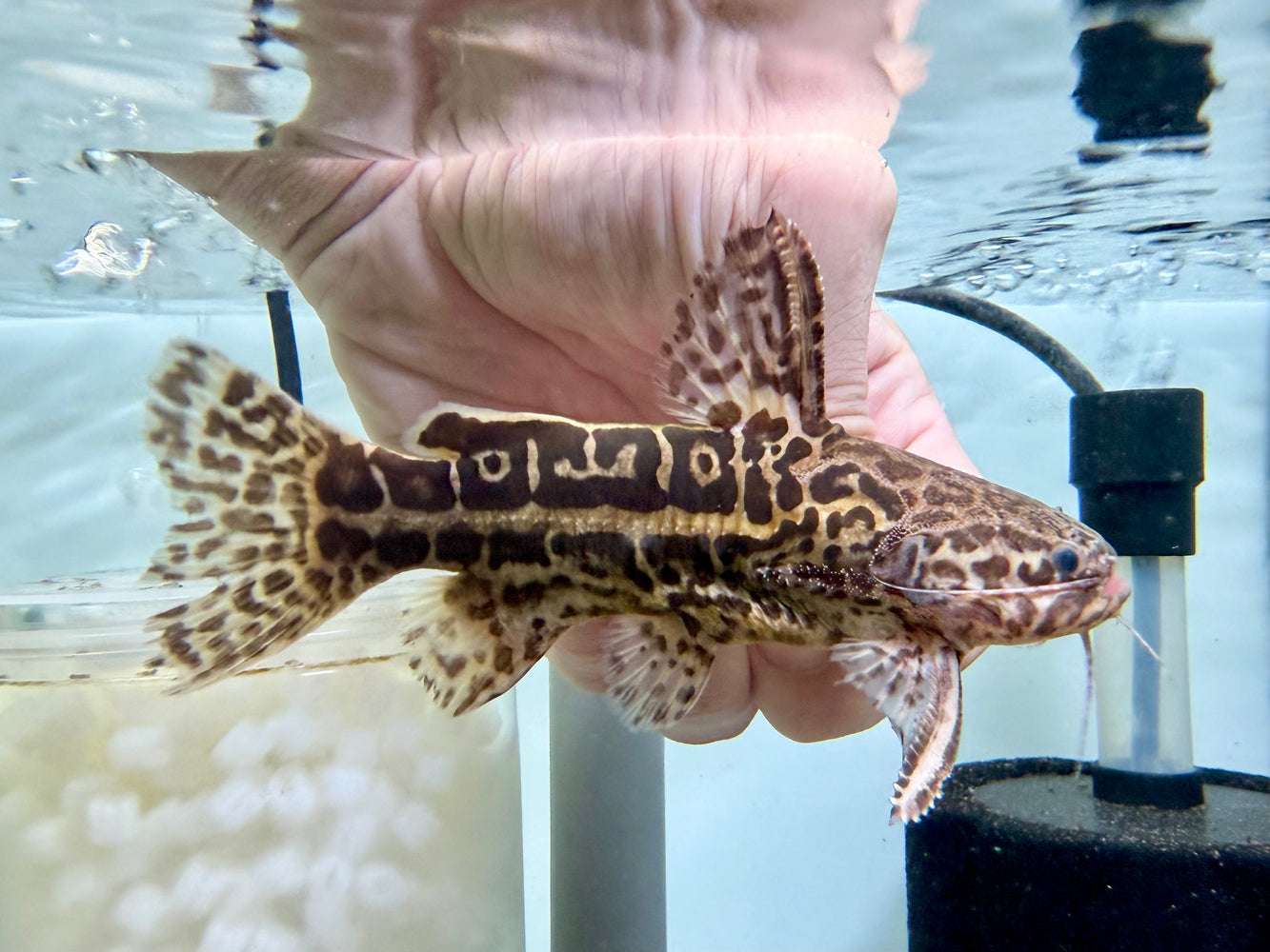 * Catfish * Liosomadoras oncinus "Jaguar Catfish" 12cm #JCB16