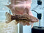 * Catfish * Liosomadoras oncinus "Jaguar Catfish" 12cm #JCB16