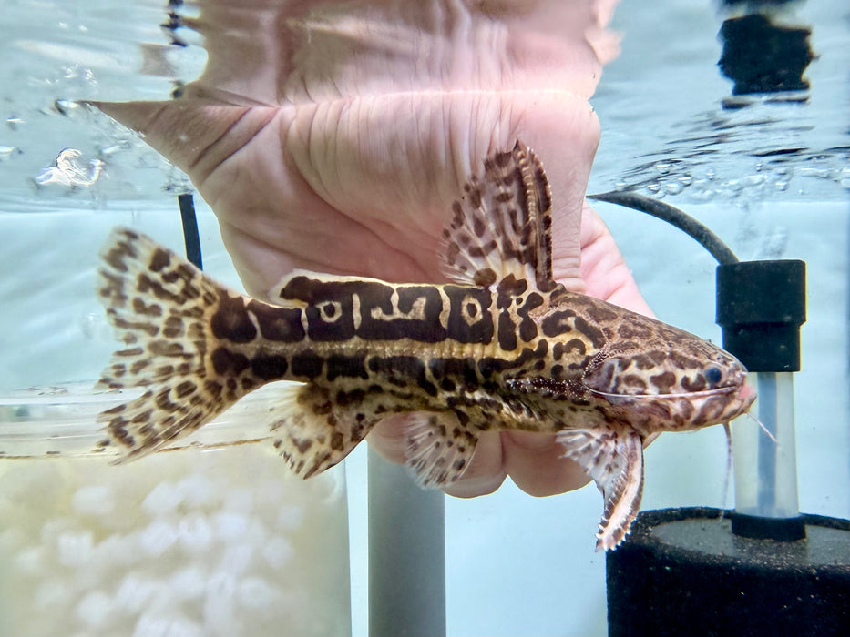 * Catfish * Liosomadoras oncinus "Jaguar Catfish" 12cm #JCB16