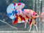 * Betta * Multicolour HMPK (Actual Fish) #PK02