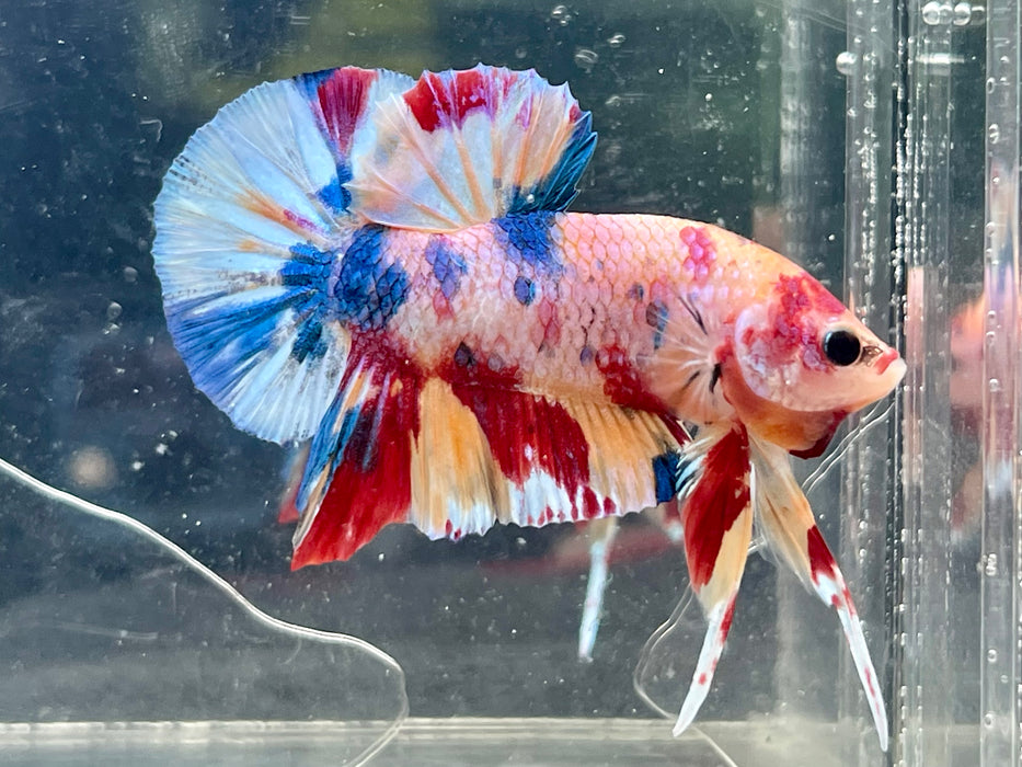 * Betta * Multicolour HMPK (Actual Fish) #PK02
