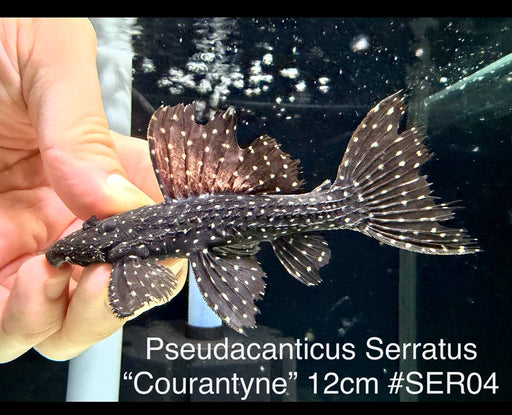 * Pleco * Pseudacanthicus Serratus “Courantyne” 12cm #SER04 (Actual Piece)