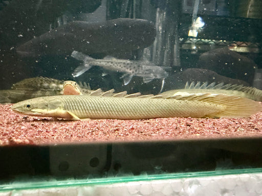 * Polypterus * Polypterus senegalus “Wild” 14-17cm