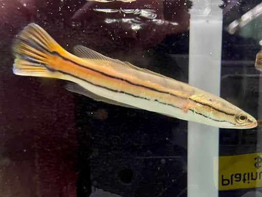 * Channa * Channa diplogramma 12-15cm