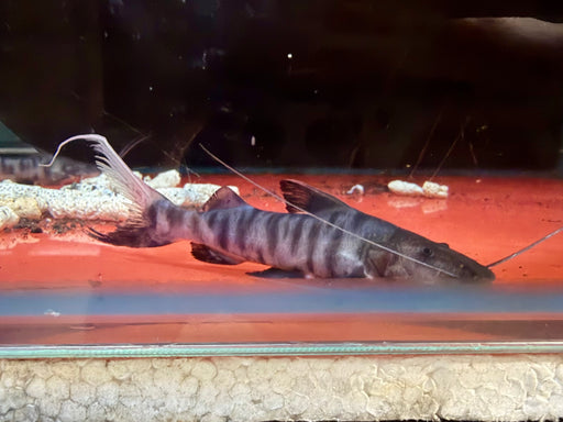 * Catfish * Brachyplatystoma juruense (Juru Catfish) 8-10cm