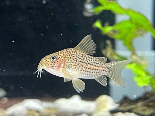 * Corydoras *  Hoplisoma eversi C65 *Rare*