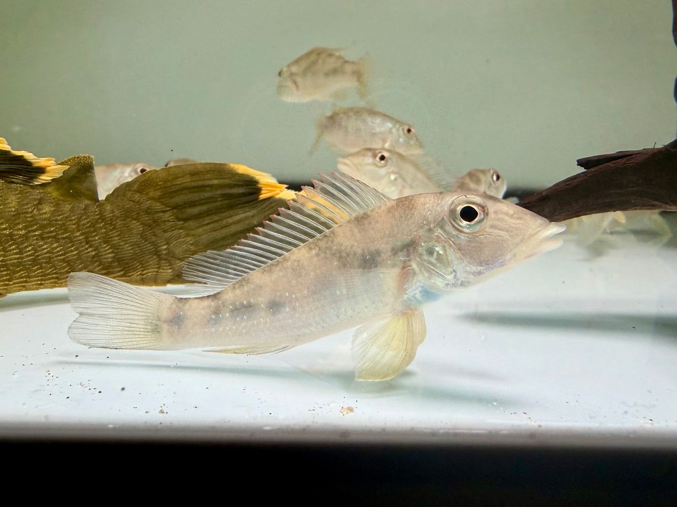* Cichlids * Retroculus lapidifer 8-10cm