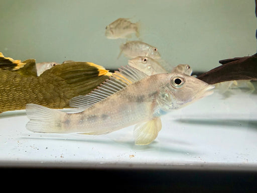 * Cichlids * Retroculus lapidifer 8-10cm