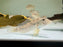 * Cichlids * Retroculus lapidifer 8-10cm