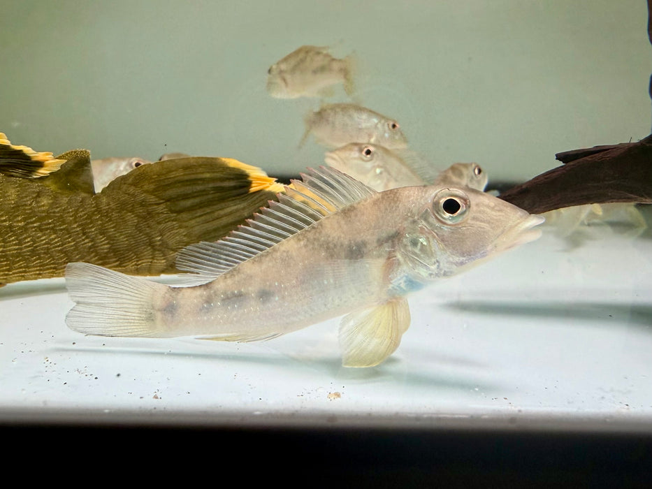 * Cichlids * Retroculus lapidifer 8-10cm