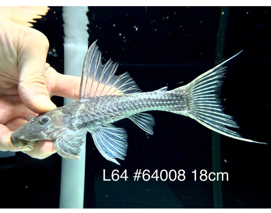 * Pleco * Pseudacanthicus sp. L64 (18cm) #64008 (Actual Piece)
