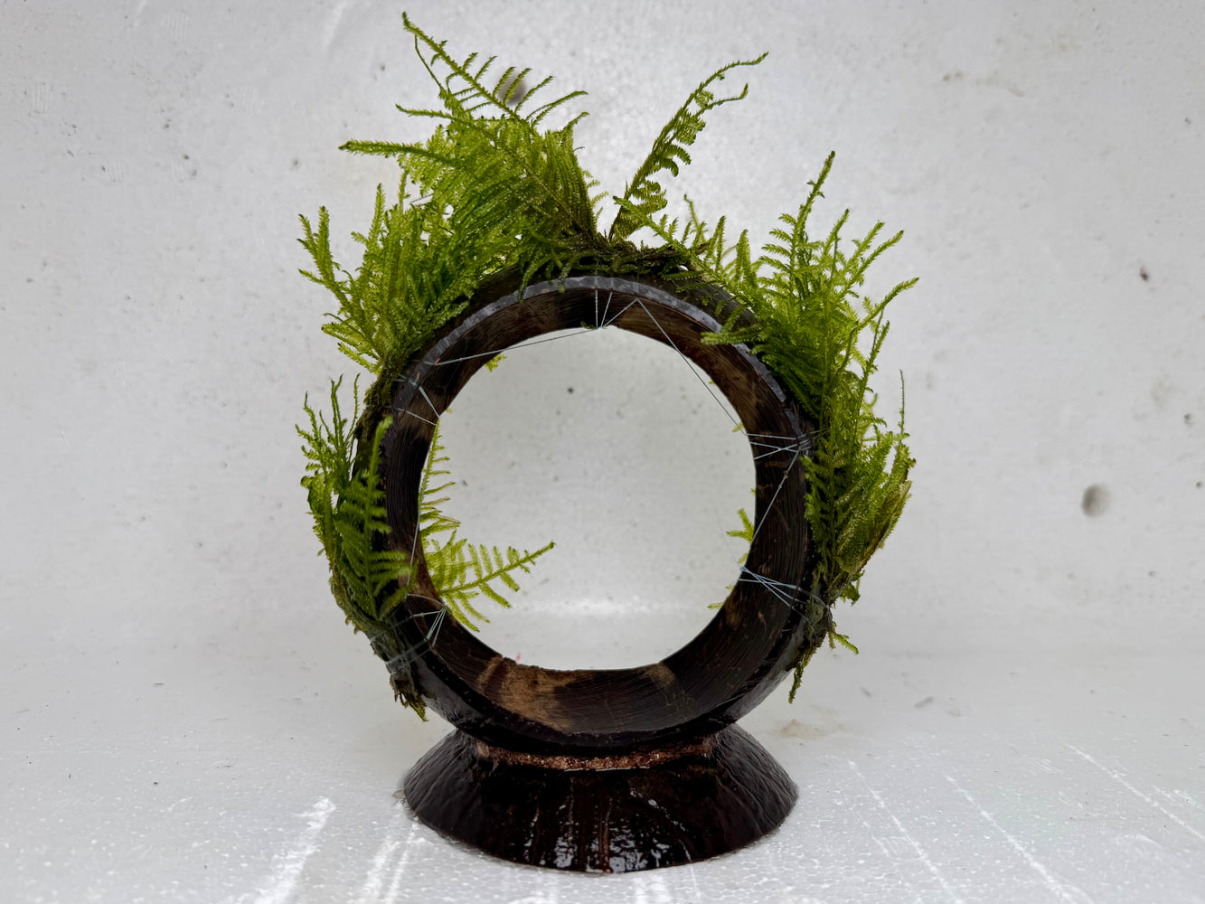 * Plants * Moss on Ferris Wheel #MFW