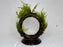 * Plants * Moss on Ferris Wheel #MFW