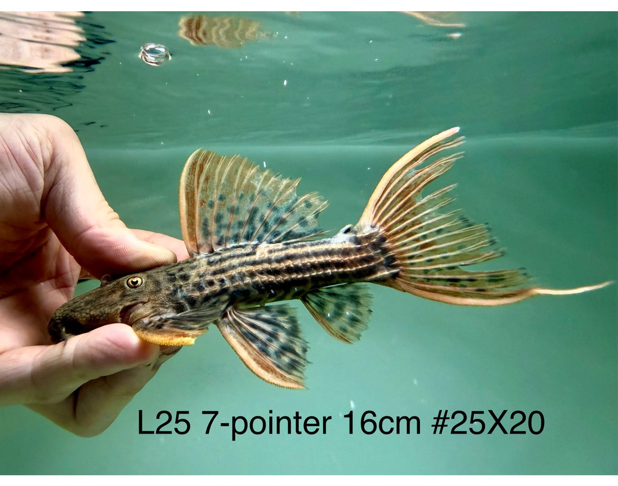 * Pleco * Pseudacanthicus Pirarara (L25 7 Pointer) 16cm #25X20 (Actual piece)