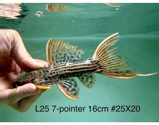 * Pleco * Pseudacanthicus Pirarara (L25 7 Pointer) 16cm #25X20 (Actual piece)