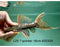 * Pleco * Pseudacanthicus Pirarara (L25 7 Pointer) 16cm #25X20 (Actual piece)