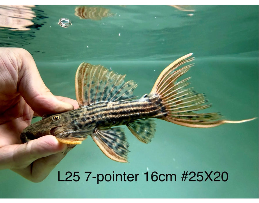 * Pleco * Pseudacanthicus Pirarara (L25 7 Pointer) 16cm #25X20 (Actual piece)