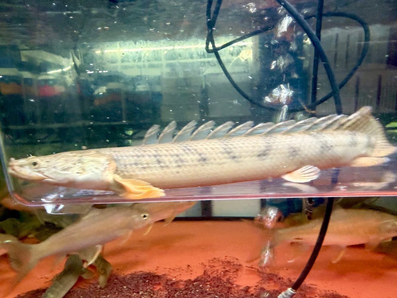 * Polypterus * Polypterus Congicus "WILD" 26-28cm