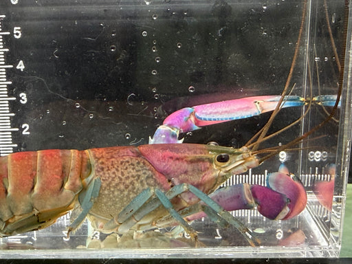 * Shrimps *  Cherax sp. Woworae (Tricolor Snakeskin Crayfish)