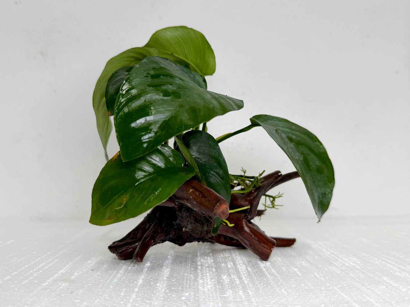 * Plants* Anubias Nana on Spiderwood #113