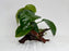 * Plants* Anubias Nana on Spiderwood #113