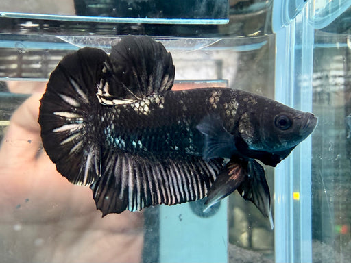 * Betta * HMPK (Actual Fish) #25