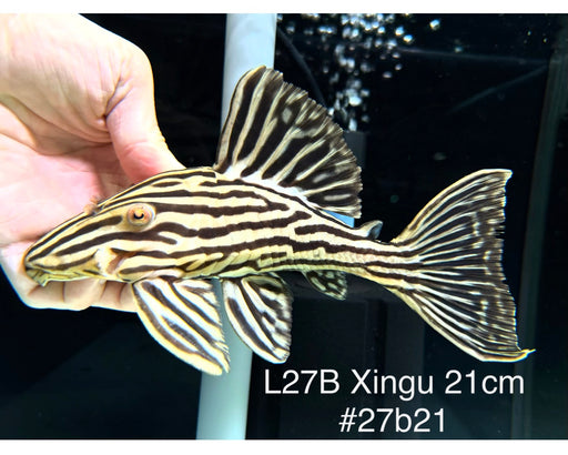 * Pleco *  Panaque armbrusteri (L27B Xingu) 21cm #27b21 (Actual piece)