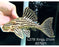 * Pleco *  Panaque armbrusteri (L27B Xingu) 21cm #27b21 (Actual piece)
