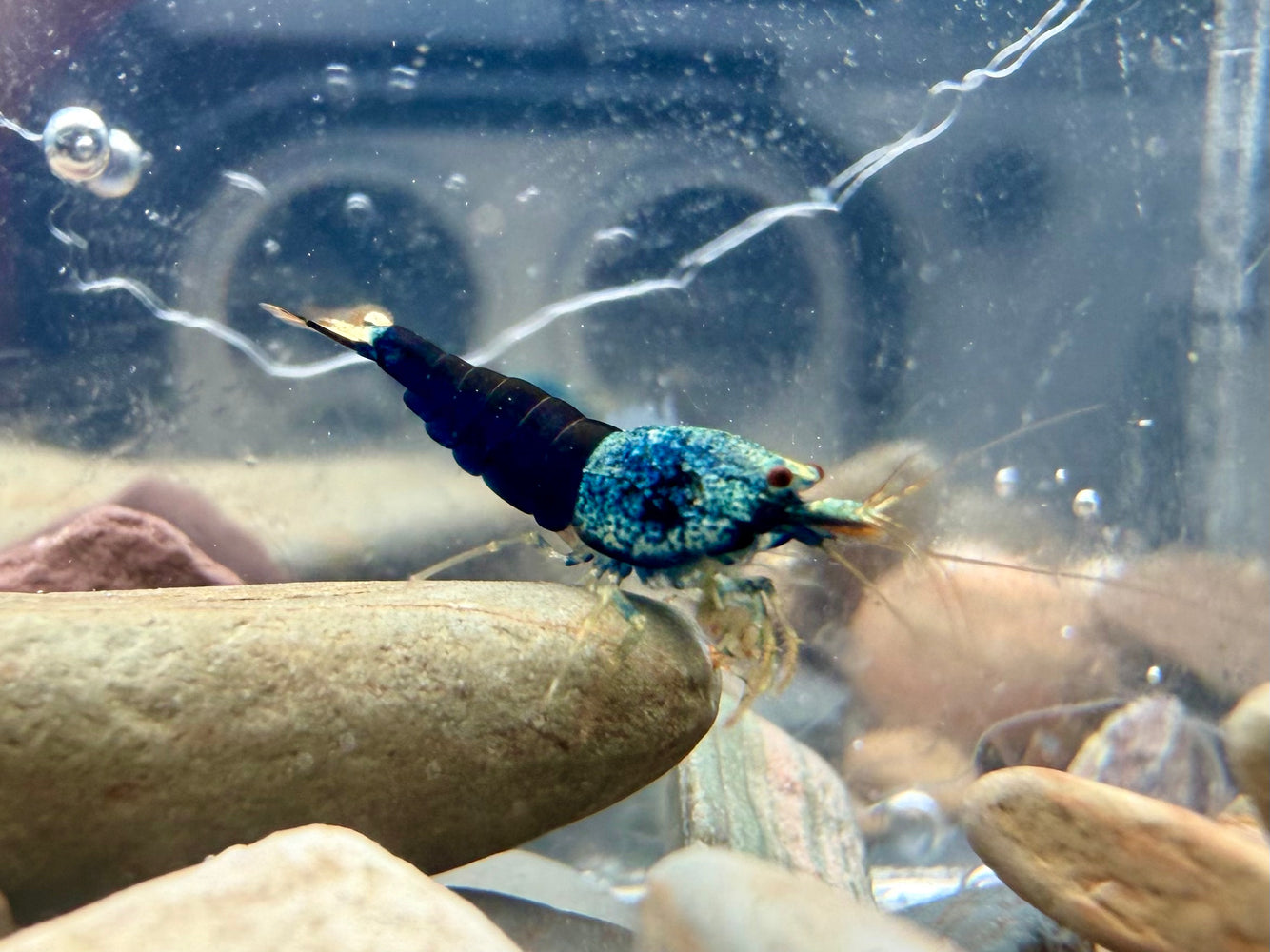 * Shrimps * Blue Bolt Shrimps