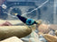 * Shrimps * Blue Bolt Shrimps