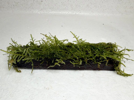 * Plants* Java Moss on Driftwood #JMD