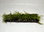 * Plants* Java Moss on Driftwood #JMD