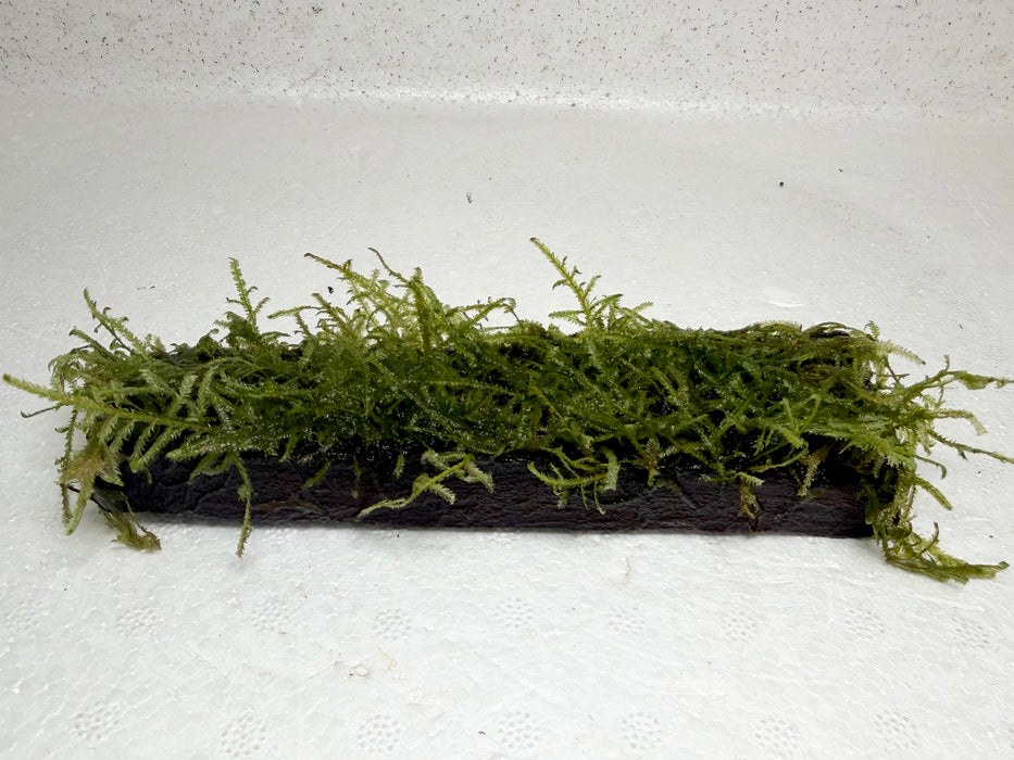 * Plants* Java Moss on Driftwood #JMD