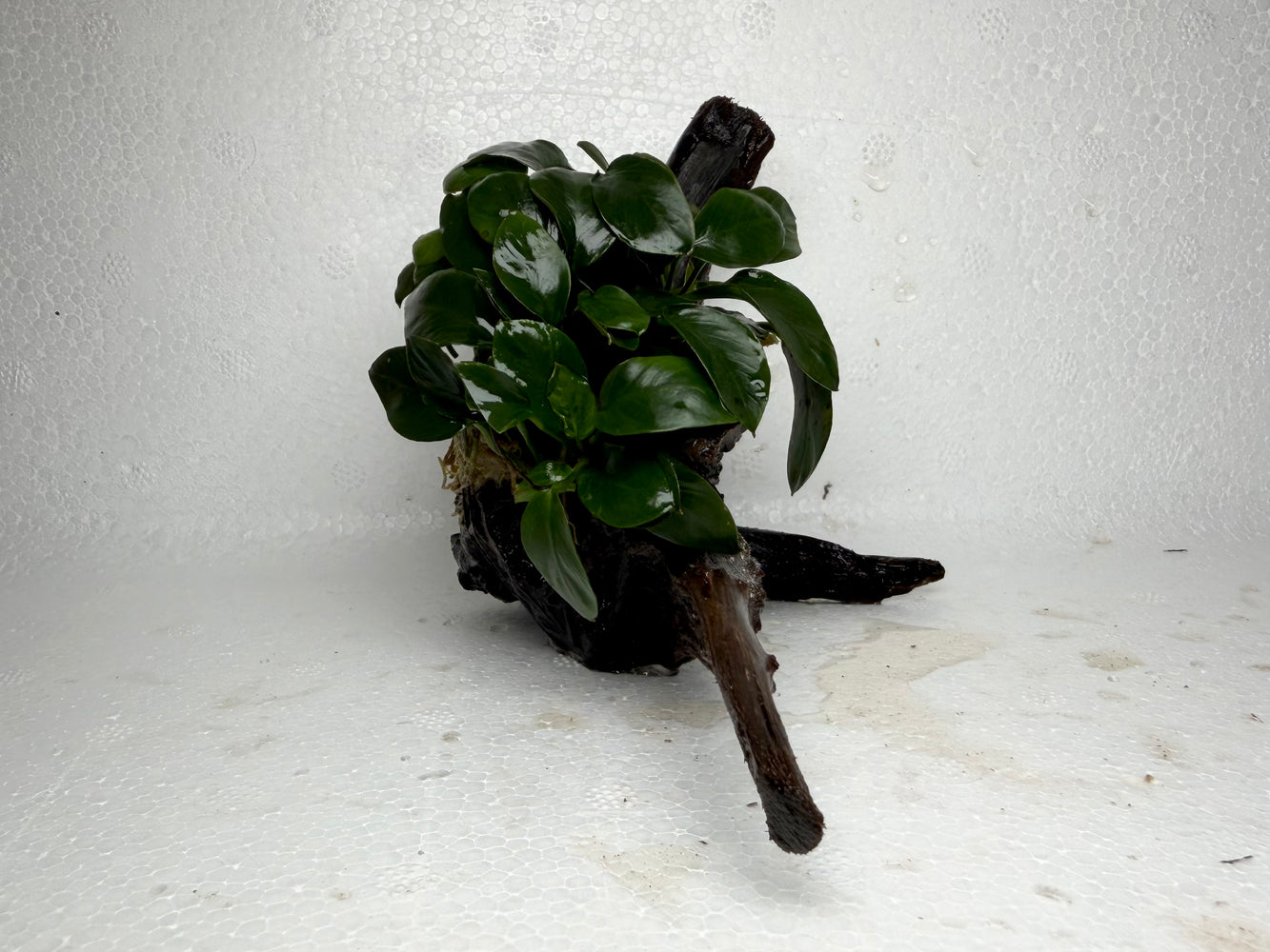 * Plants* Anubias Nana on Spiderwood #103